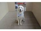 Adopt Mariner a Great Pyrenees