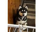 Adopt ELI a Siberian Husky