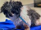 Adopt Beenie a Shih Tzu