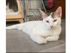 Adopt Patch a Oriental Short Hair, Tabby