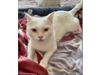 Adopt Emrys a Oriental Short Hair