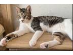 Adopt Maelon a Oriental Short Hair, Tabby