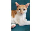 Adopt Indiana (& Humphrey) bonded a Oriental Short Hair