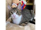 Adopt Humphrey (& Indiana) bonded a Oriental Short Hair, Tabby