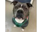Adopt Hoagie a American Staffordshire Terrier