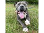Adopt Hoagie a American Staffordshire Terrier