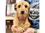 Adopt Benji a Wirehaired Terrier