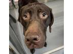 Adopt Remington a German Shorthaired Pointer