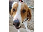 Adopt GIBSON a Foxhound