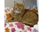 Adopt PETER a Domestic Short Hair