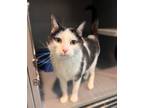 Adopt JO JO a Domestic Short Hair