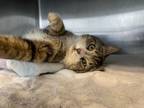 Adopt Scout a Domestic Short Hair