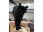 Adopt Felix a Domestic Short Hair