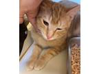 Adopt Felix a Domestic Short Hair