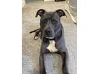 Adopt CARTER a Pit Bull Terrier