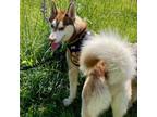 Adopt Arrow a Husky