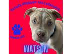 Adopt Watson a Pit Bull Terrier, Pug