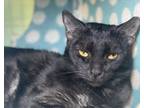 Adopt Pele a Domestic Short Hair