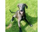 Adopt Cletus - AVAILABLE a Great Dane, Labrador Retriever