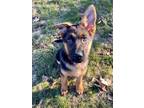 Adopt Maverick a German Shepherd Dog