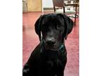 Adopt Murphy a Labrador Retriever