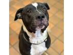 Adopt Slinky a Mixed Breed