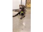 Adopt ARROW a Pit Bull Terrier, Mixed Breed