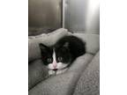 Adopt Tux a Domestic Short Hair