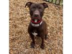 Adopt Thorn a Chocolate Labrador Retriever, Mixed Breed