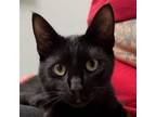 Adopt Eclipse a Domestic Short Hair