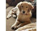 Adopt Bounty a Golden Retriever