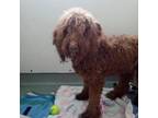 Adopt WAGS-Stray-13839 a Poodle