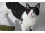 Adopt Snapdragon a Domestic Short Hair