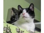 Adopt Snapdragon a Domestic Short Hair