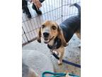 Adopt Grinch a Beagle