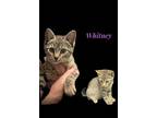 Adopt Whitney a Domestic Short Hair