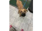 Adopt FISHERMAN a Black Mouth Cur, Mixed Breed
