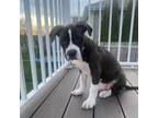 Adopt Puffin a Mixed Breed