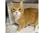 Adopt Softpaw - Declawed-Care for Life a Domestic Short Hair