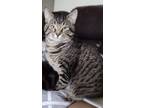 Adopt Momo "Big Mo" - Offered by Owner a American Shorthair