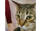 Adopt Turbo a Domestic Short Hair