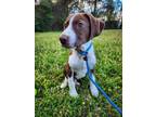 Adopt Oliver a Hound, Labrador Retriever