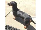 Adopt Alonzo - So Ca a Dachshund