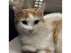 Adopt Michael a Domestic Short Hair