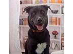 Adopt Deorro a Pit Bull Terrier, Husky