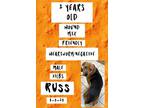 Adopt Russ a Coonhound