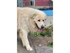 Adopt Jackson a Great Pyrenees