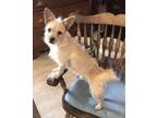 Adopt Simon a Cairn Terrier, Terrier