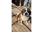 Adopt Beethoven a Saint Bernard