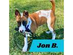 Adopt Jon B (pup of Phoenix) a Shepherd
